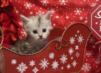 Available Maine Coon Kitten MD