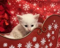 Available Maine Coon Kitten MD