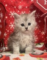 Available Maine Coon Kitten MD