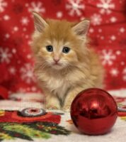 Available Maine Coon Kitten MD