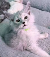 Available Maine Coon Kitten MD