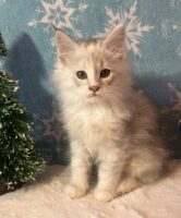 Available Maine Coon Kitten MD