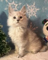 Available Maine Coon Kitten MD