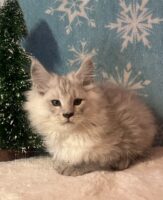 Available Maine Coon Kitten MD