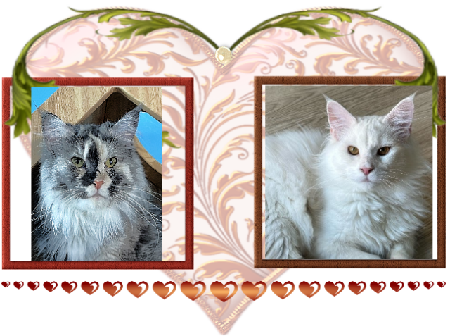 Available Maine Coon Kitten MD