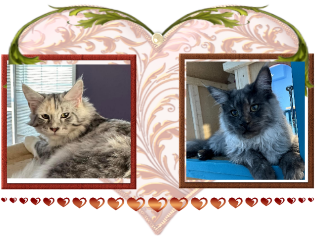 Available Maine Coon Kitten MD