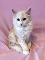 Available Maine Coon Kitten MD