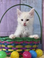 Available Maine Coon Kitten MD