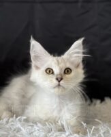 Available Maine Coon Kitten MD