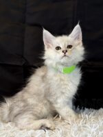 Available Maine Coon Kitten MD