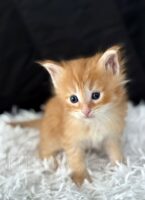 Available Maine Coon Kitten MD