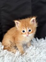 Available Maine Coon Kitten MD