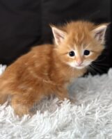 Available Maine Coon Kitten MD