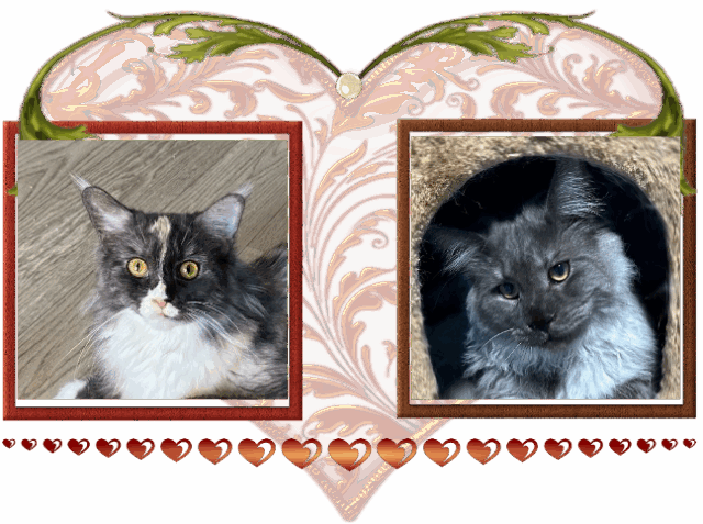 Available Maine Coon Kitten MD