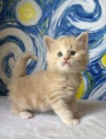 Available Maine Coon Kitten MD