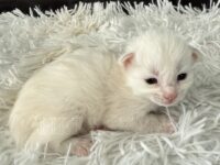 Available Maine Coon Kitten MD