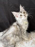 Available Maine Coon Kitten MD