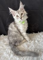 Available Maine Coon Kitten MD