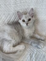Available Maine Coon Kitten MD