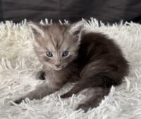 Available Maine Coon Kitten MD