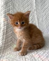 Available Maine Coon Kitten MD