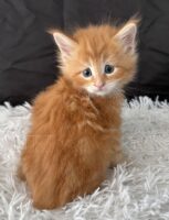 Available Maine Coon Kitten MD