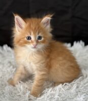 Available Maine Coon Kitten MD