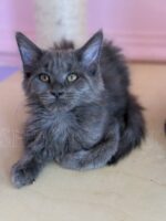 Available Maine Coon Kitten MD
