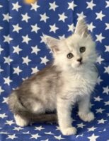 Available Maine Coon Kitten MD