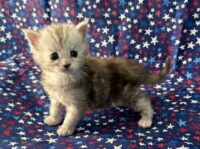 Available Maine Coon Kitten MD