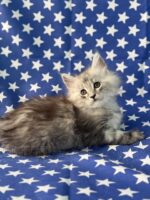 Available Maine Coon Kitten MD