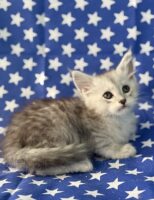 Available Maine Coon Kitten MD