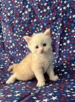 Available Maine Coon Kitten MD