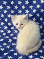 Available Maine Coon Kitten MD