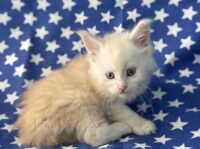 Available Maine Coon Kitten MD