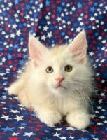 Available Maine Coon Kitten MD