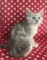 Available Maine Coon Kitten MD