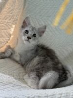 Available Maine Coon Kitten MD