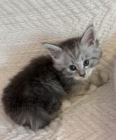 Available Maine Coon Kitten MD