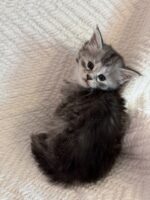 Available Maine Coon Kitten MD