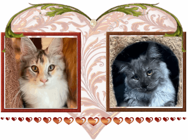 Available Maine Coon Kitten MD