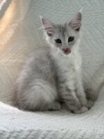 Available Maine Coon Kitten MD