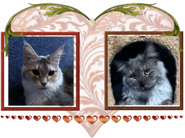 Available Maine Coon Kitten MD