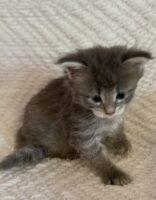 Available Maine Coon Kitten MD
