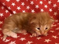 Available Maine Coon Kitten MD