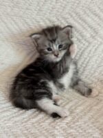 Available Maine Coon Kitten MD