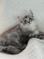 Available Maine Coon Kitten MD
