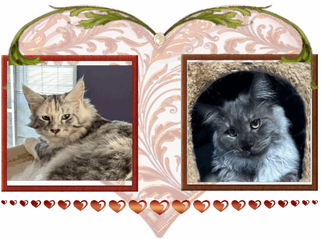 Available Maine Coon Kitten MD