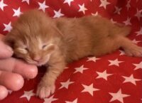 Available Maine Coon Kitten MD