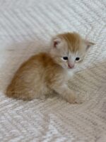 Available Maine Coon Kitten MD